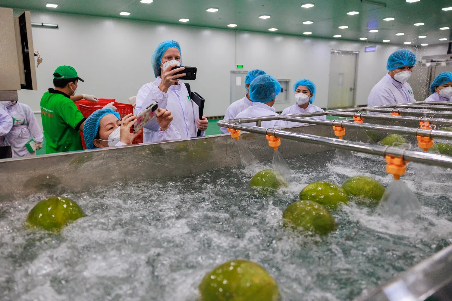 High Grade Organic Pomelo Grapefruit Natural Sweet Taste with Green Skin Fresh Citrus Fruit in Common Carton Box