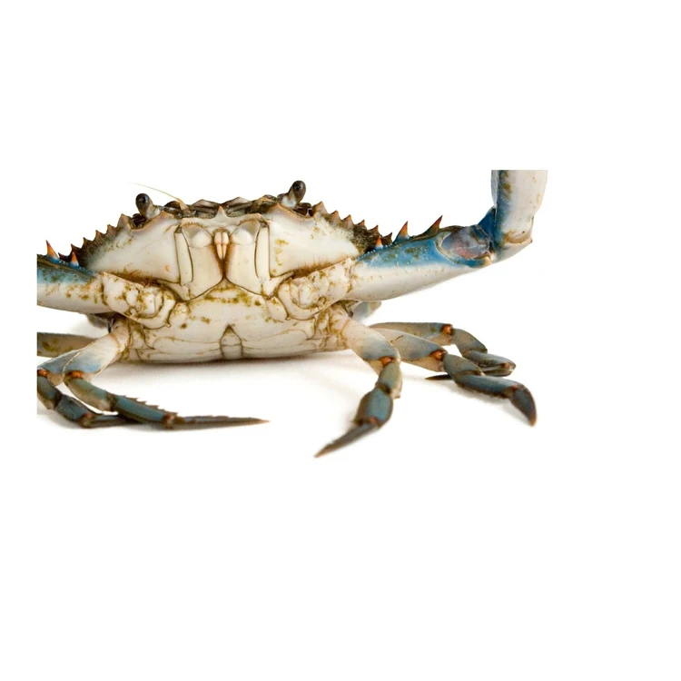 In high quality Blue swimwear Crab body and leg meat frozen seafood meat frozen