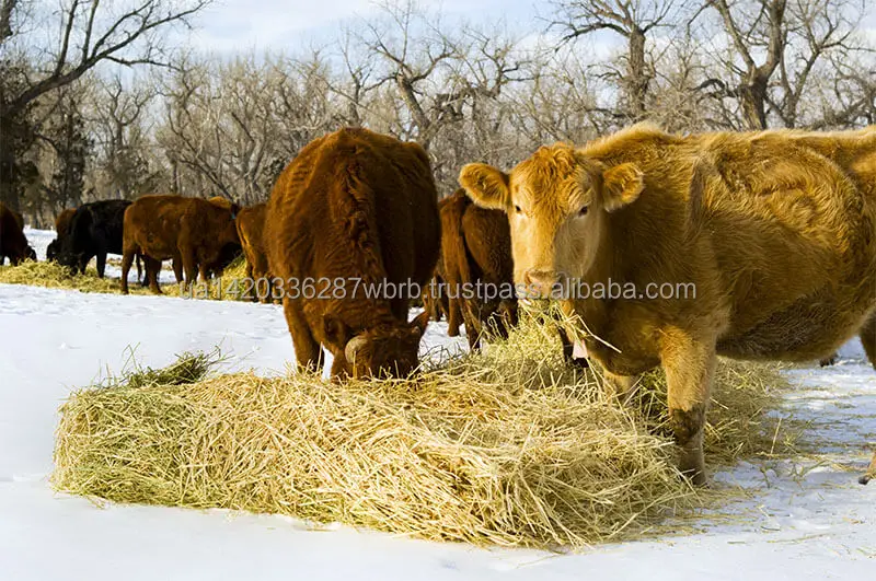 Hay-Barley-For-Feed-1.jpg