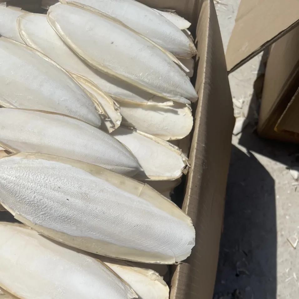Ranova High Quality Cuttlefish Bone Cuttlebone 100% Natural Cuttlefish Bone From VietNam