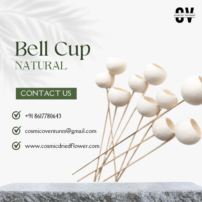 High Quality Wholesale Natural Bell Cup: Natural & Bleached for Christmas Decor & Other Festive Decor