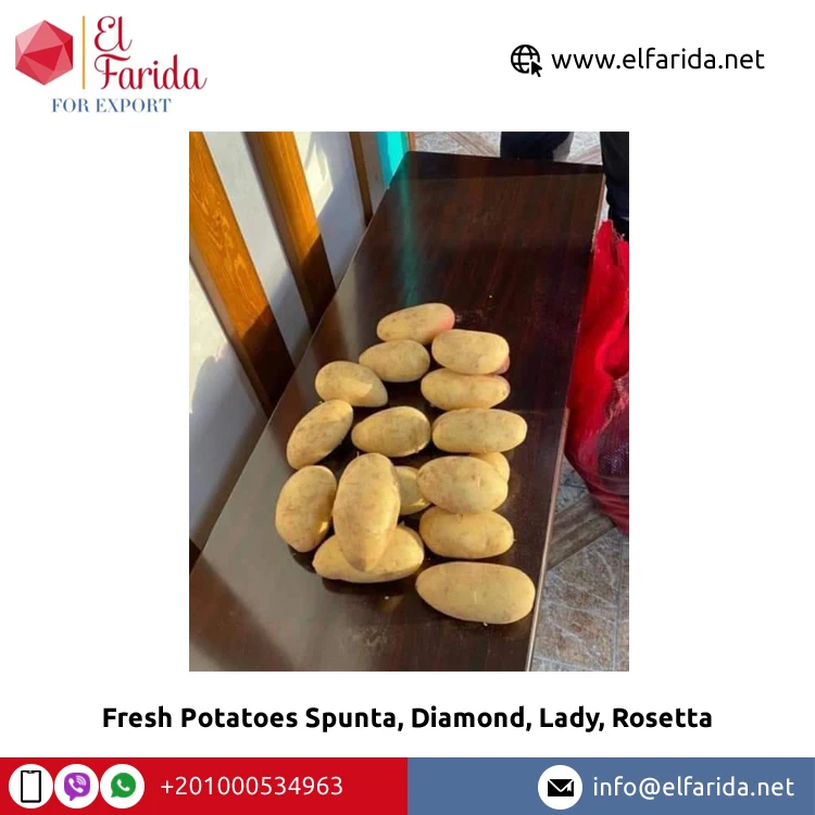 100% натуральный продукт свежие овощи Египетский свежий картофель Spunta Diamond Lady Rosetta по конкурентоспособной цене