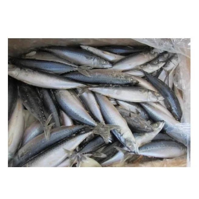 Высококачественная чистая замороженная рыба из морепродуктов | Купить/заказать цельную скумбрию 1 кг для продажи по самой дешевой оптовой цене