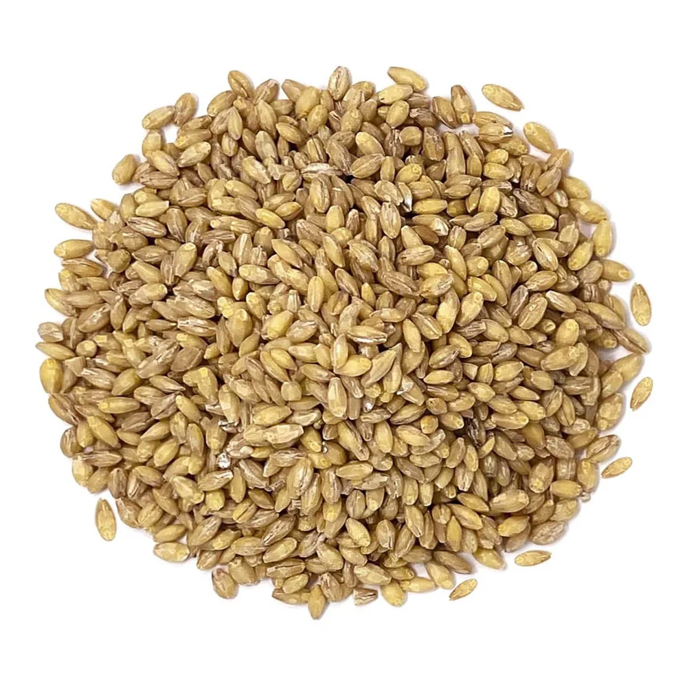 Best quality Barley ecological product of Russia reliable supplier beans grains seeds for sale