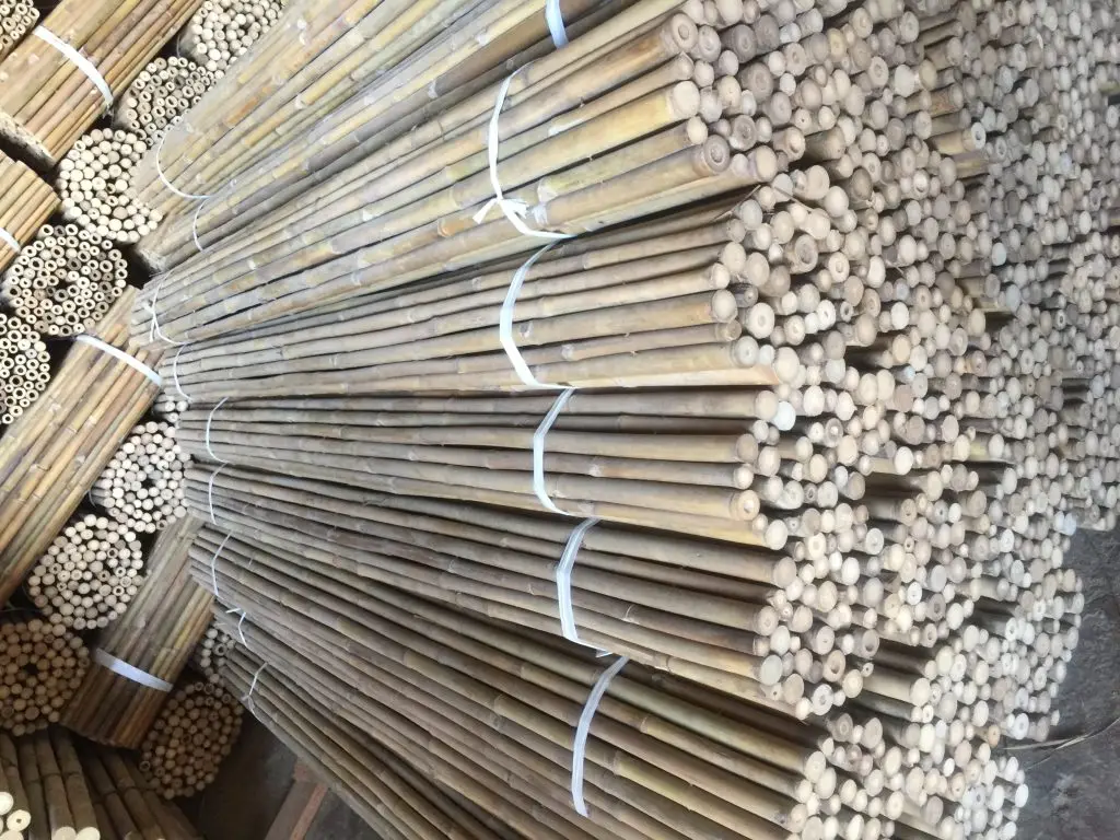 Wholesale many size bamboo poles for decoration - Moso Bamboo cane for garden plant Ms Sophie