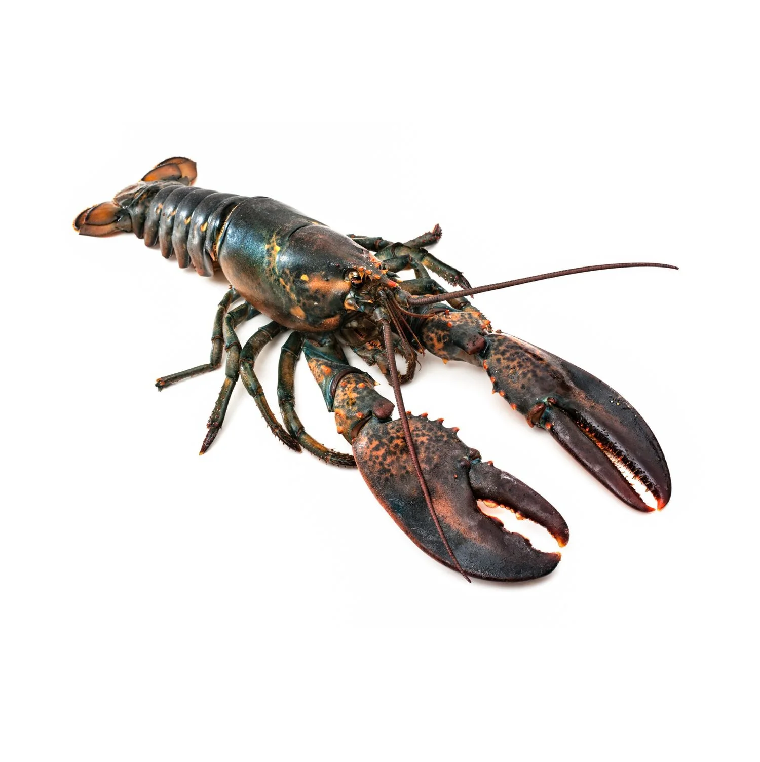 Hot Selling Frozen Lobster, Frozen Lobster Tails Fresh Live Lobsters, Canadian Bulk Style Packaging Lobsters