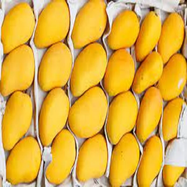 High Quality Globally Selling Fresh Mango From Pakistan to All Yellow Tropical August Style Time Packing Mature Organic Color