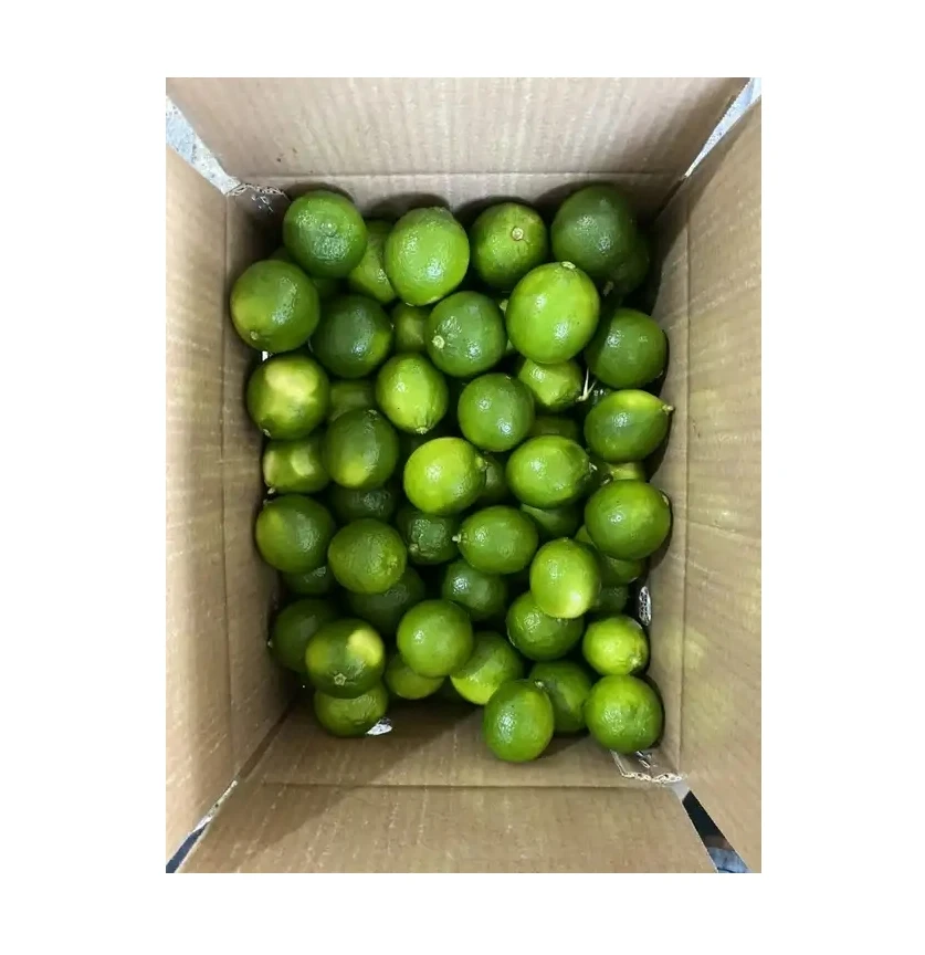 Supply Seedless Lime All Size Fresh Seedless Lime Green Seedless Lemon from Vietnam with good price
