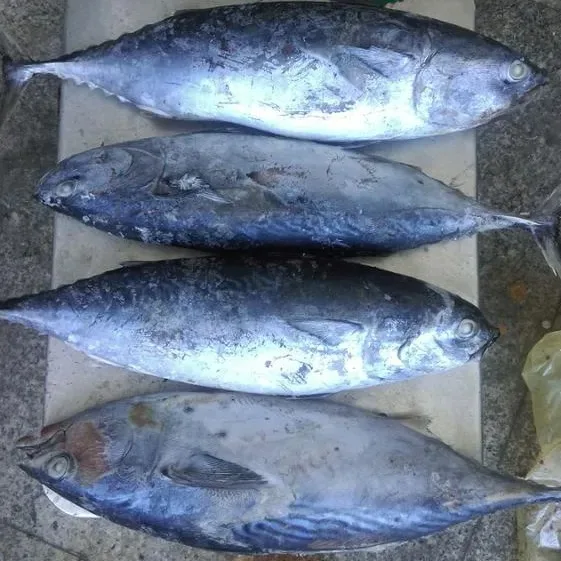 Bonito Tuna For Sale