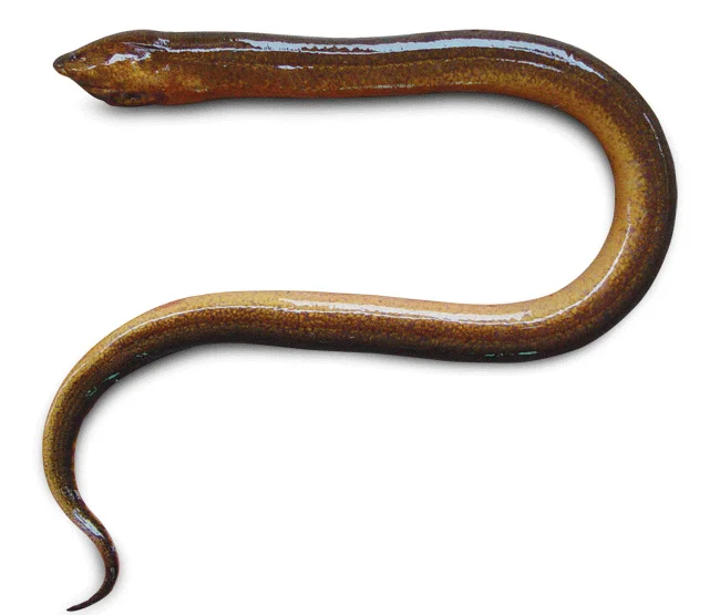 VIETNAM FROZEN SWAMP EELS - MEKONG DELTA ORIGIN - BEST PRICE FOR SALE