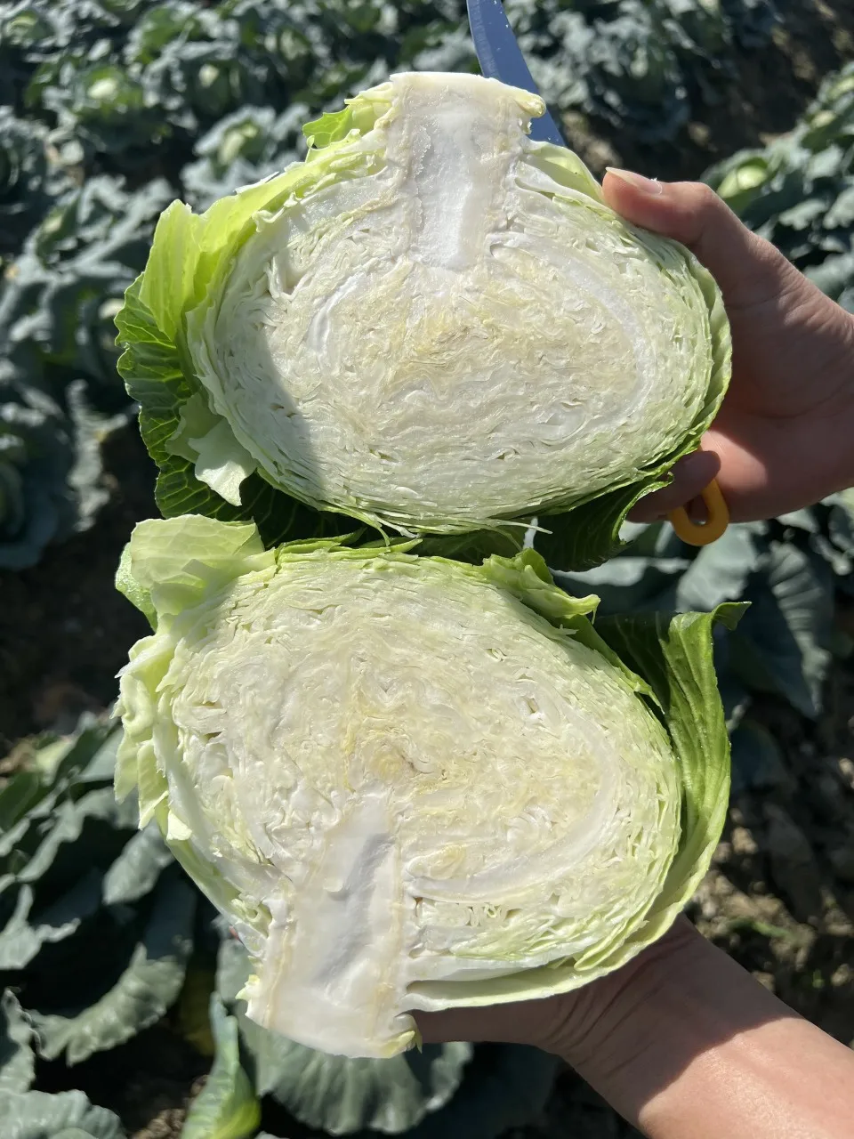 2023 New Crop Fresh Cabbage High Quality, Cheap Price supplying to Singapore, Malaysia, Korea, UAE