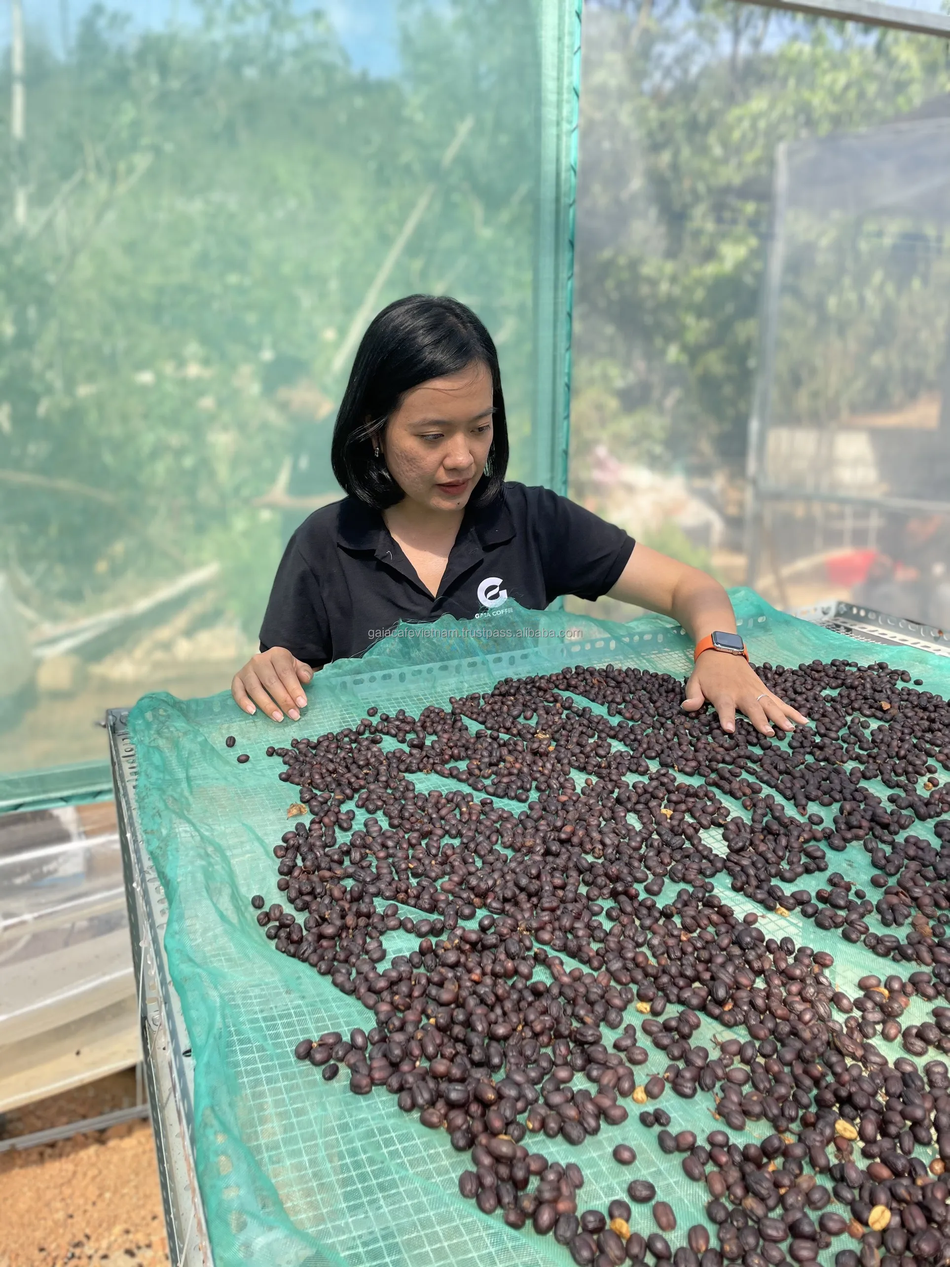 Arabica Green Coffee Beans Premium Quality Honey Process Single Origin long shelf-life Coffee from Cau Dat Farm Vietnam