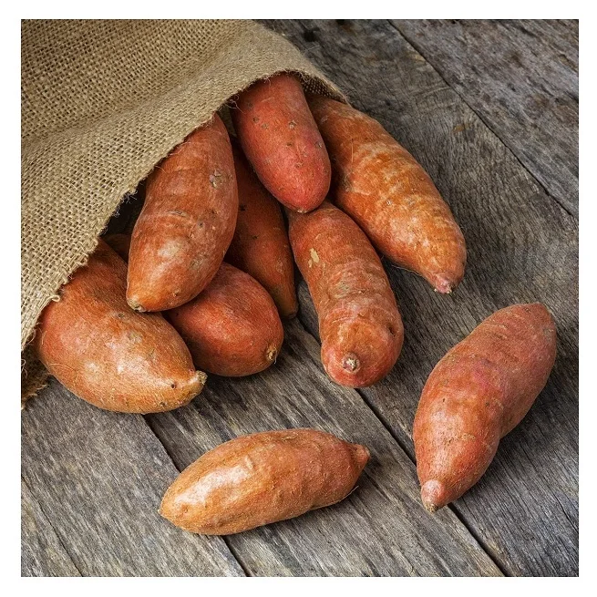Best Quality Hot Sale Price Fresh Vegetables Sweet Potatoes