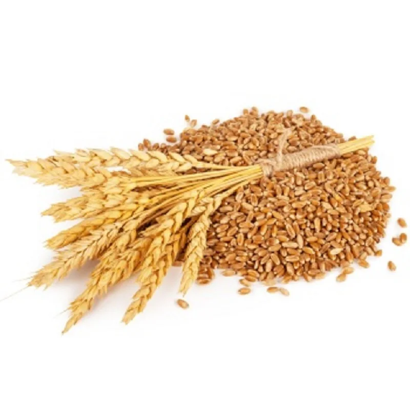 High Quality Wheat Grain for Supply Wholesale Price