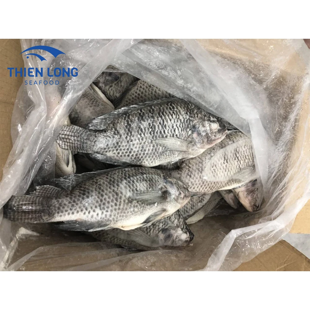 Asia Market Top Sellers Bulk Tilapia Fish Food Whole Round Black Tilapia Wholesale From Vietnam