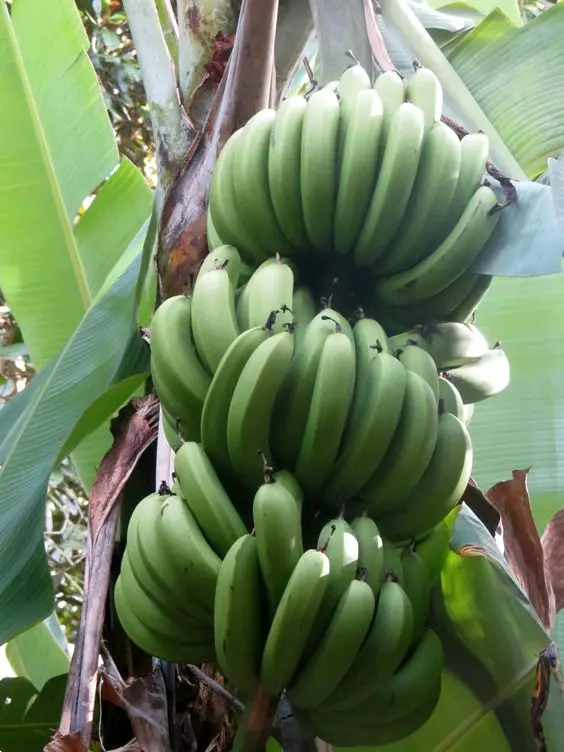 Ensure customer satisfaction with our premium Fresh Bananas, a hallmark of quality and affordability.