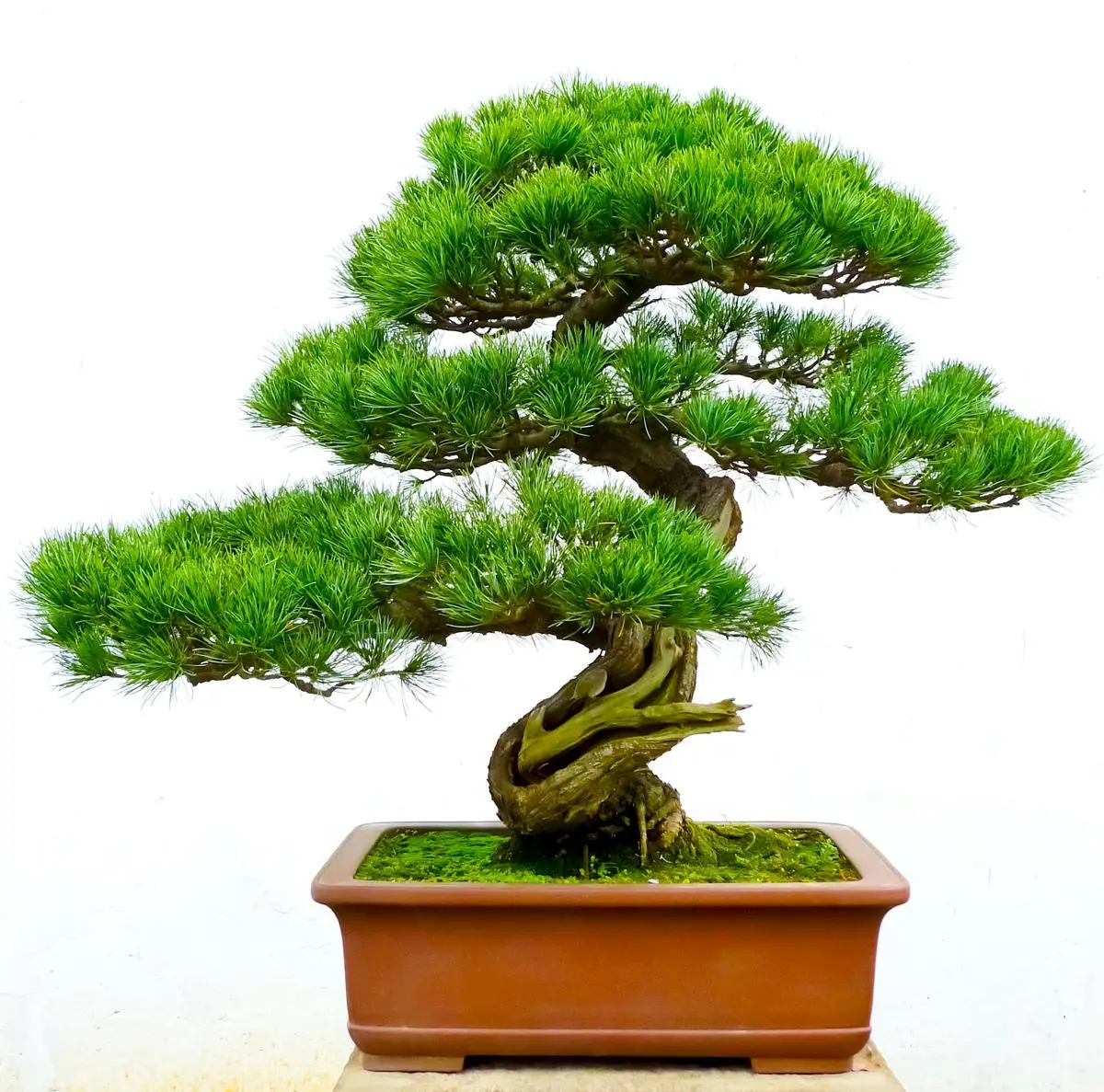 Major artificial plants and flowers bonsai