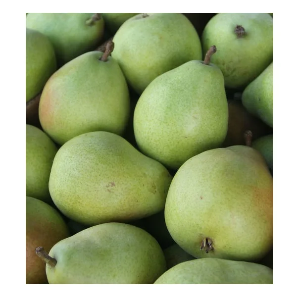 Wholesale Cheap Price Best Quality Fresh Fruit Sweet Pears For Sale Worldwide Exports