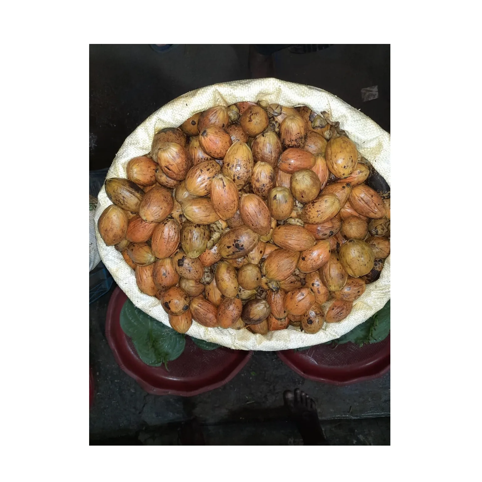 Оптовая продажа, низкая цена 100%, высокое качество, сушеные индонезийские орехи Betel, орехи Areca, экспорт из бангладеш