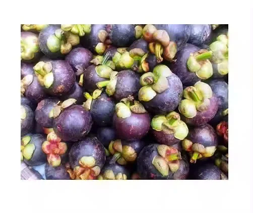 FRESH MANGOSTEEN FROM VIET NAM WITH GOOD PRICE // Ms. laura