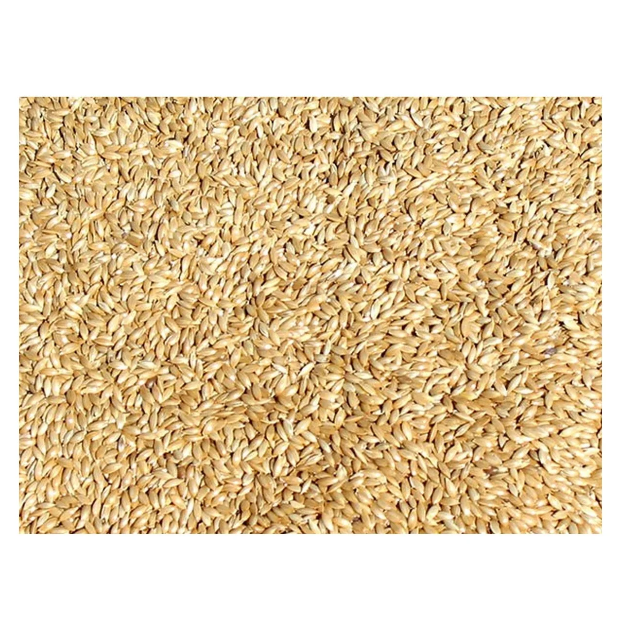 Семена Нигера/канареек