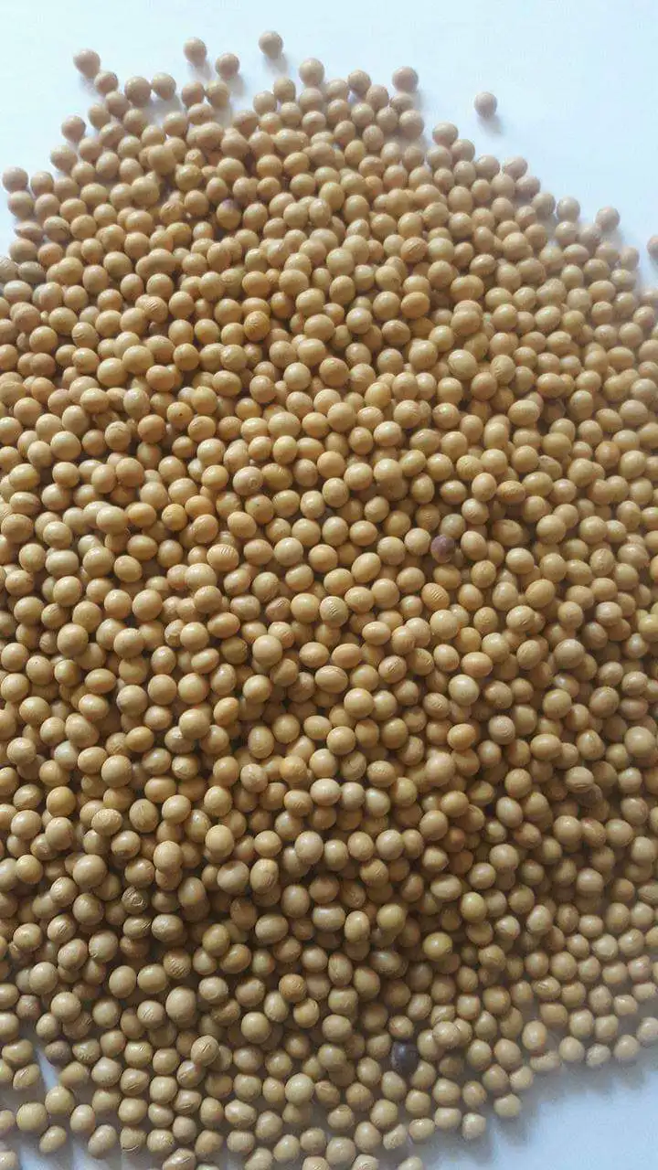 Non Organic Soybean / GMO Organic Soybeans / Soybean Seeds