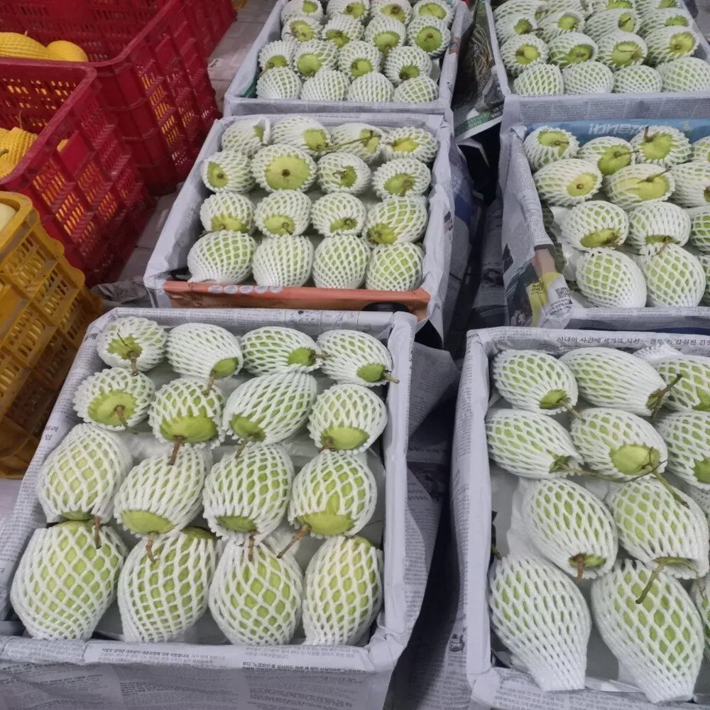 1 Month Shelf Life Fresh Mangos Passionate Aroma Sweet Taste Agriculture 100% Natural Vietnamese Cat Chu Mango