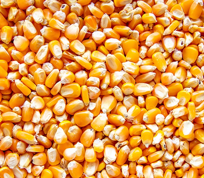 Best Quality Hot sale Organic Yellow And White Sweet Corn Seed Suppliers Yellow Maize Corn Yellow Corn Price Per Ton