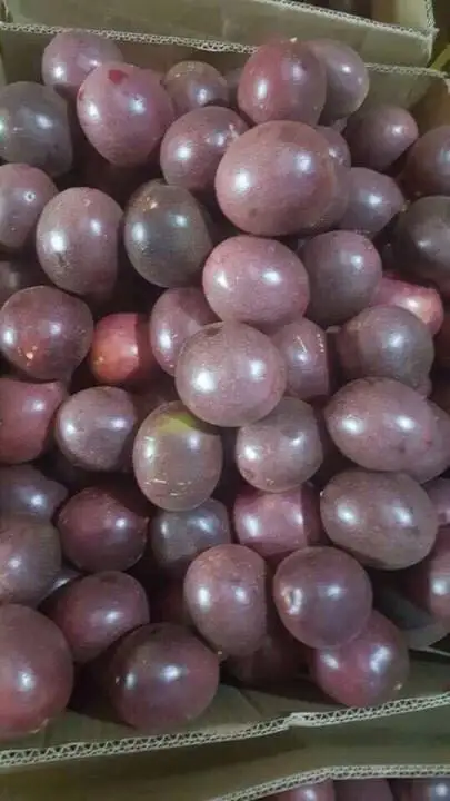Supplying frozen passion fruit seed seedless puree from Vietnam with best price Ms Sophie