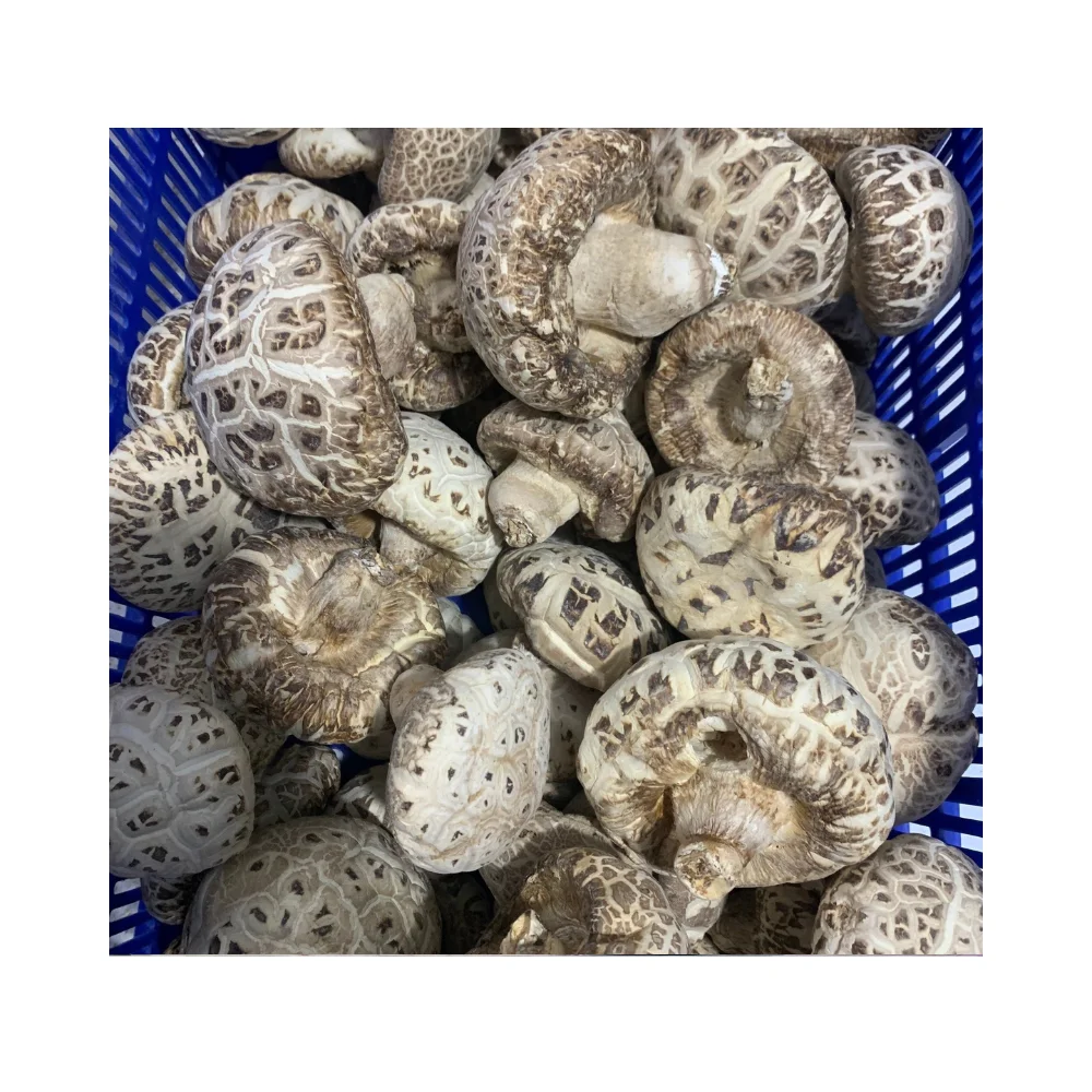 Dried oyster stalk mushroom leg oyster mushroom stem Product Healthy Raw Cultivated Fungus Import Dehydrated Black Mushroom