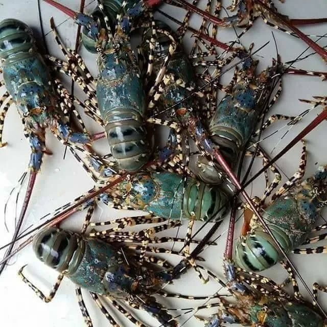 Supplier of Top Quality Wholesale Fresh Live Lobster