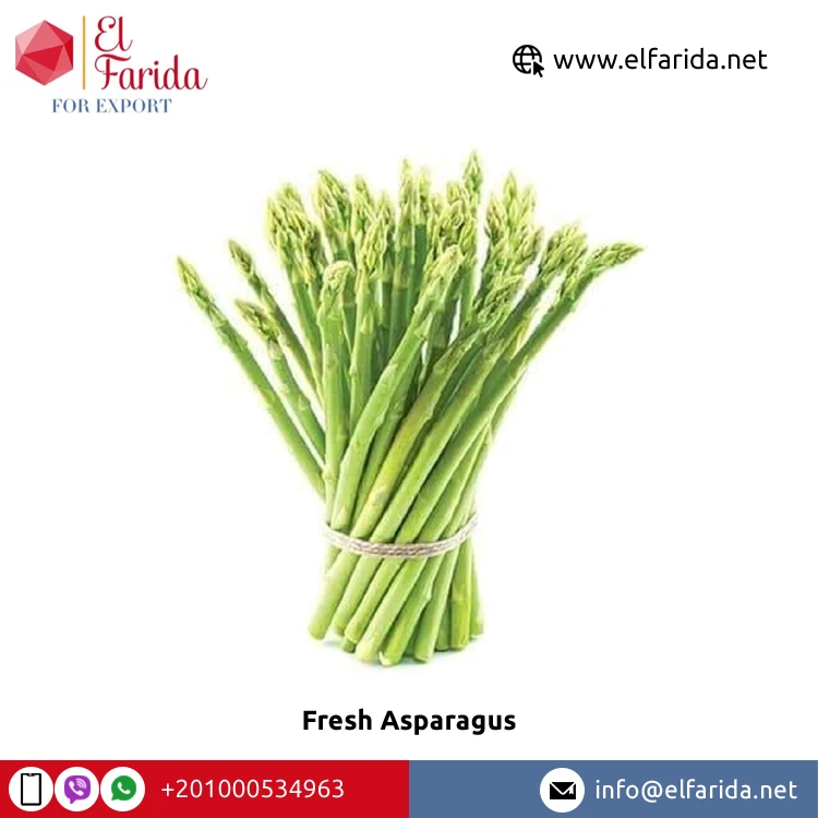 Leading Wholesaler of Best Selling 100% Pure Natural Green Fresh Asparagus From Egypt Excellent Quality