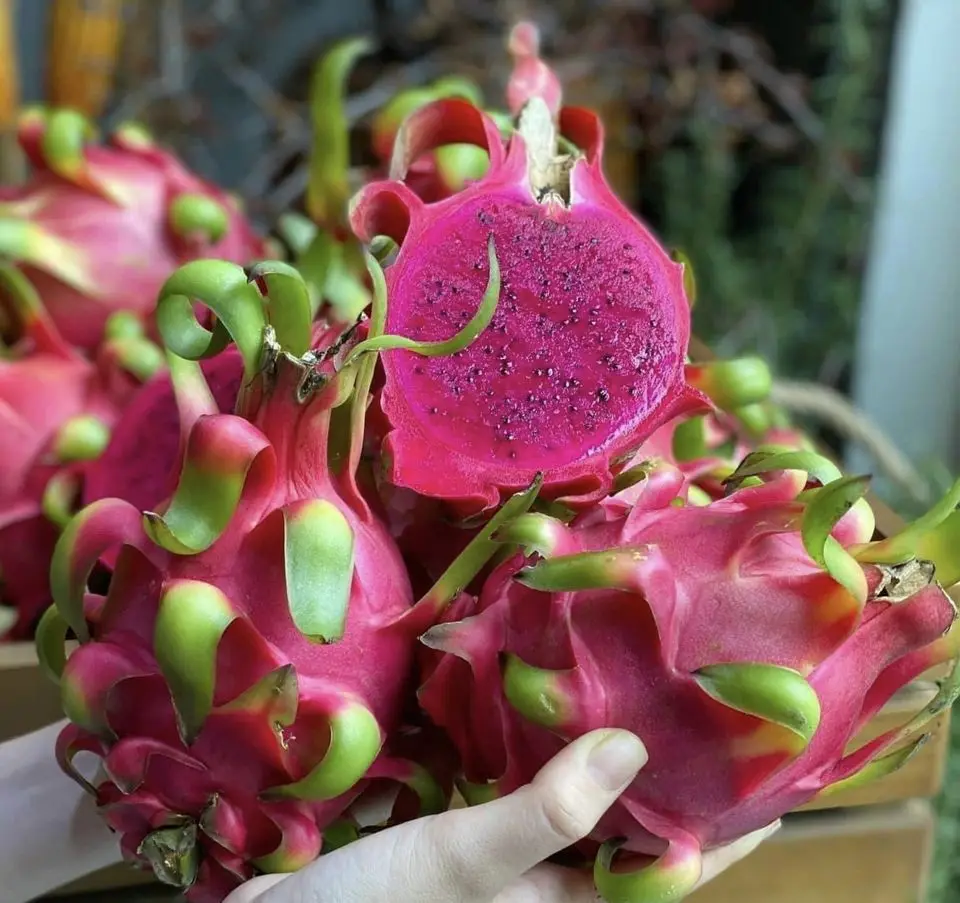 Hot Deal Cheap Price Natural Sweet Red and White Fresh Dragon Fruit Competitive Price Ready Export - ANNA DO WA+84982153058