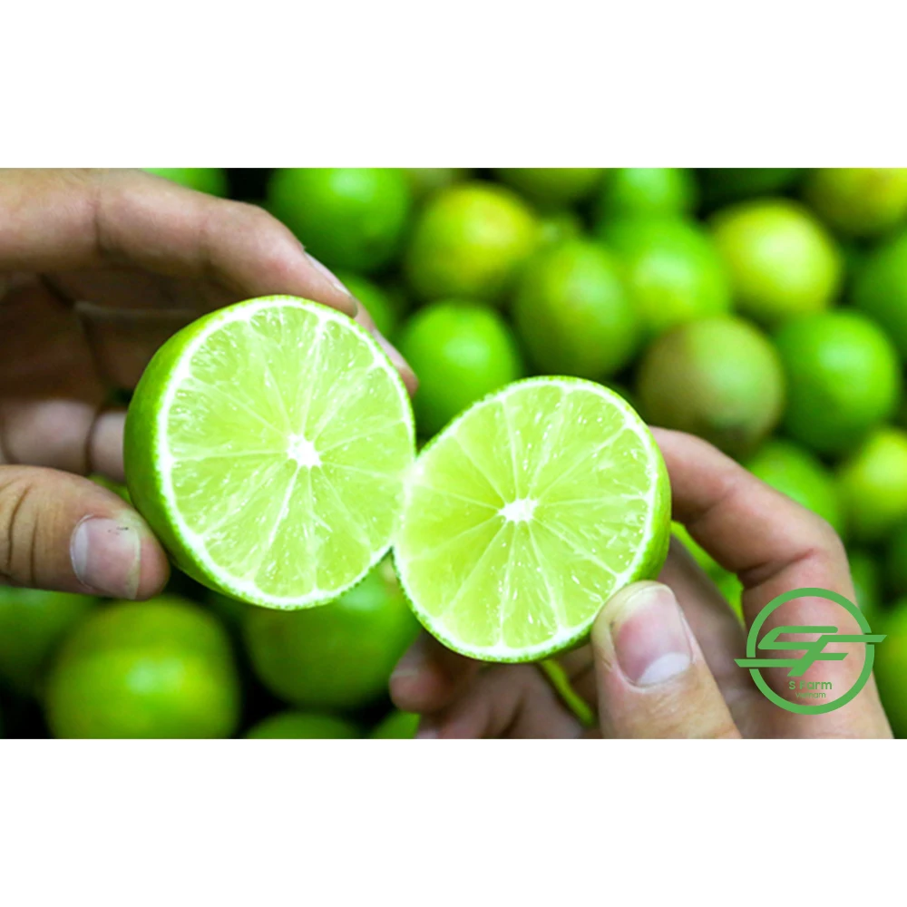 Fresh Seedless Lime Lemon | Vietnam Agricultural Export Products | Cheap Price for Buy in Bulk