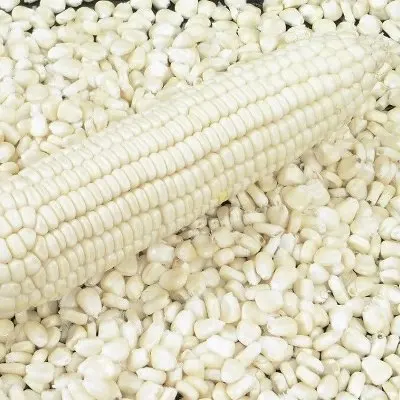 White and Yellow Maize Corn From USA