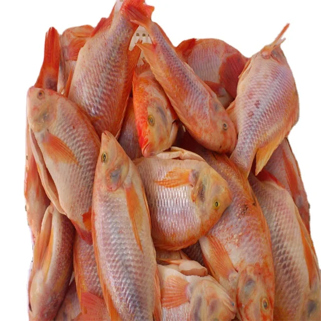 Tilapia Fish Frozen Whole Tilapia Fish Fresh Red Black Tilapia