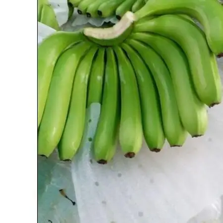 Wholesale Top Quality Fresh Bananas In Cheap Price with good quality and taste