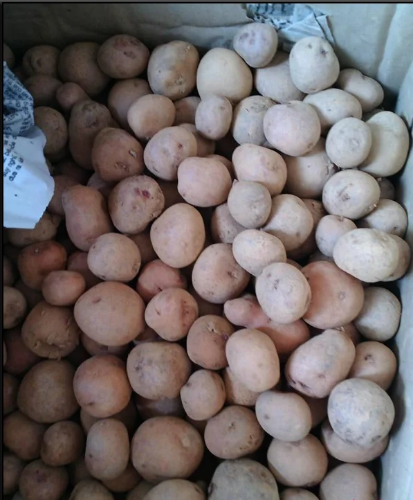 Grade 1 Fresh Potatoes 200gr up Packing in Bulk Good Price For Wholesale Made In Vietnam