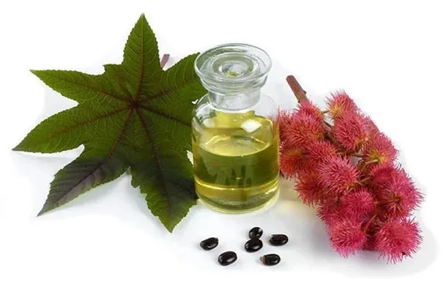 Industrial and Cosmetic Uses Castor Oil Pale Pressed Grade Export With Best Price Premium Quality Supplier In India