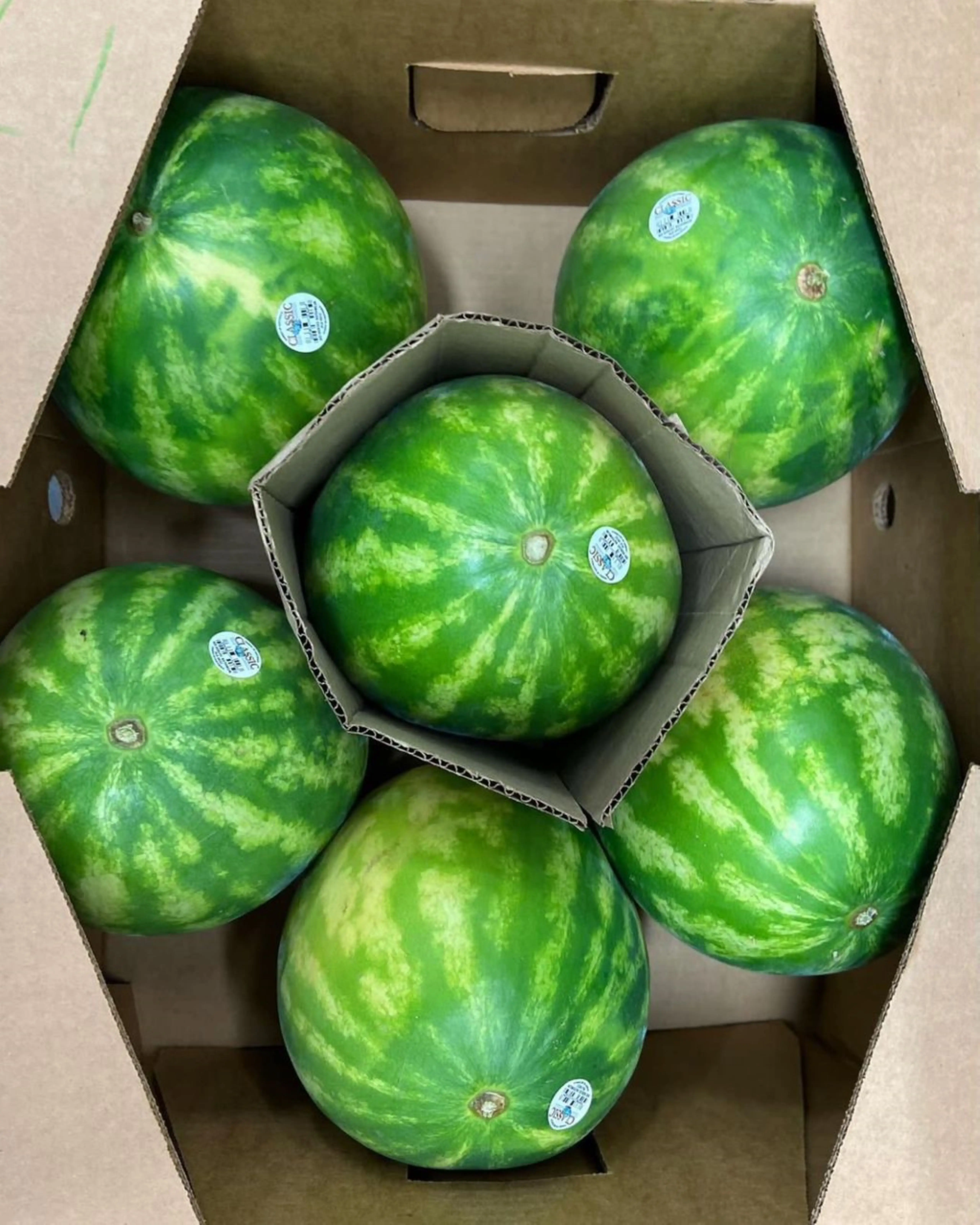 melon3.jpg
