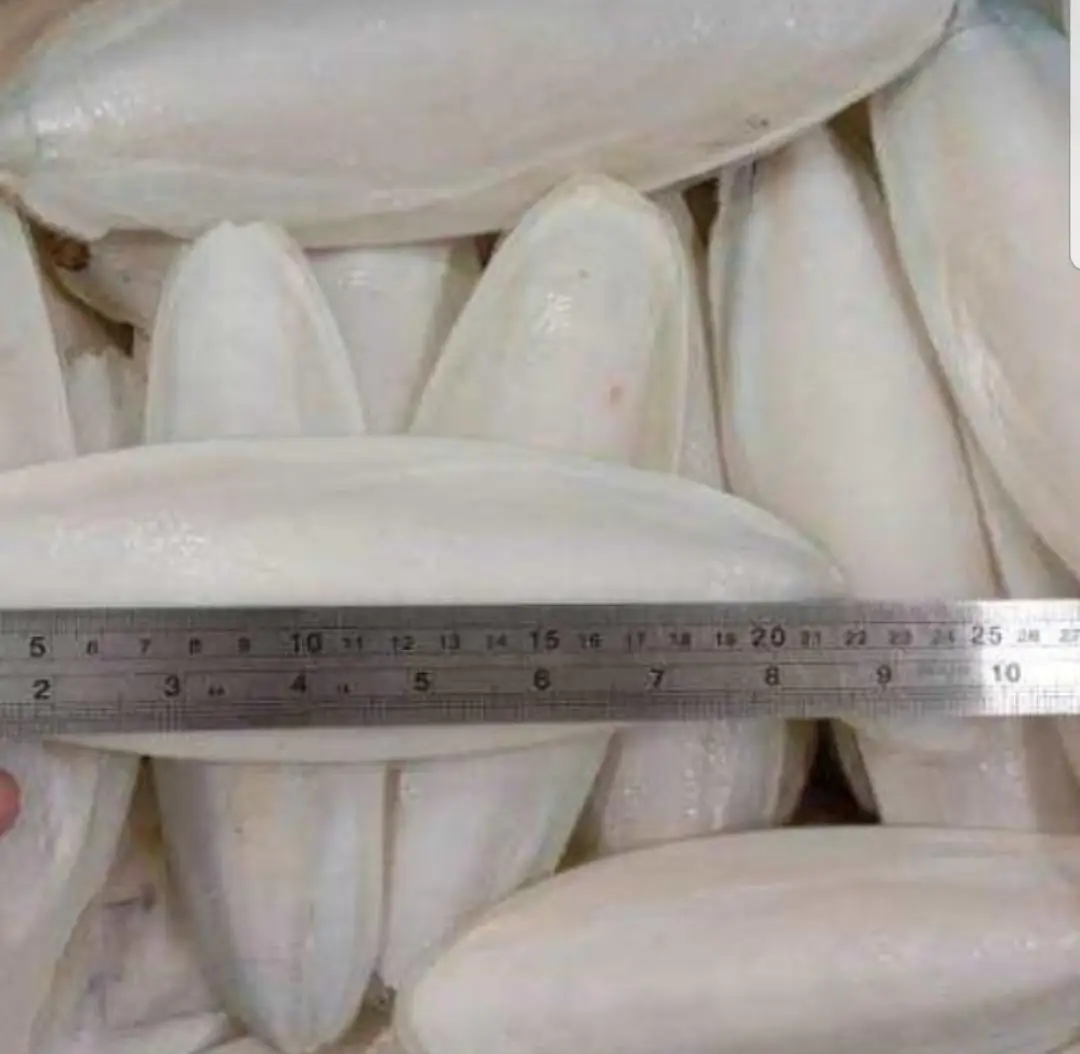 Hot Sale Cuttlefish Bones Dried cuttlefish bone Cuttle fish bone