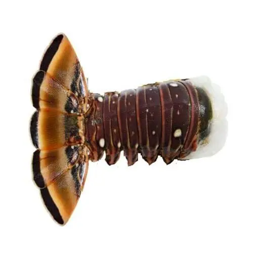 Live Canadian Lobsters and Frozen Green Lobster Tail for sale.