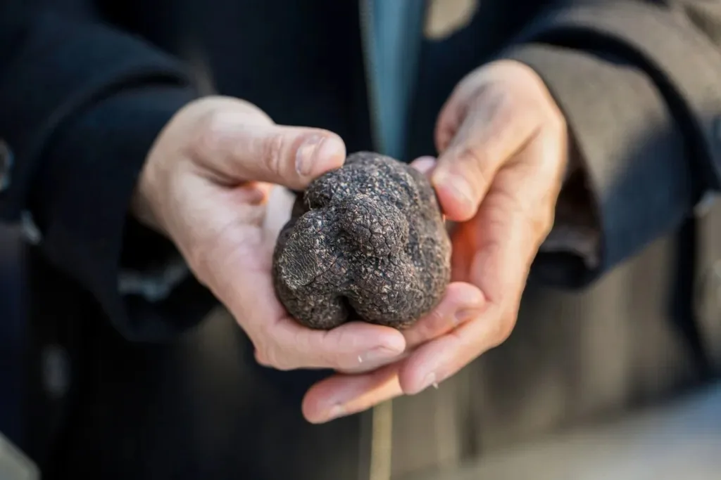 Discount Fresh black truffle hooked black truffle mushrooms