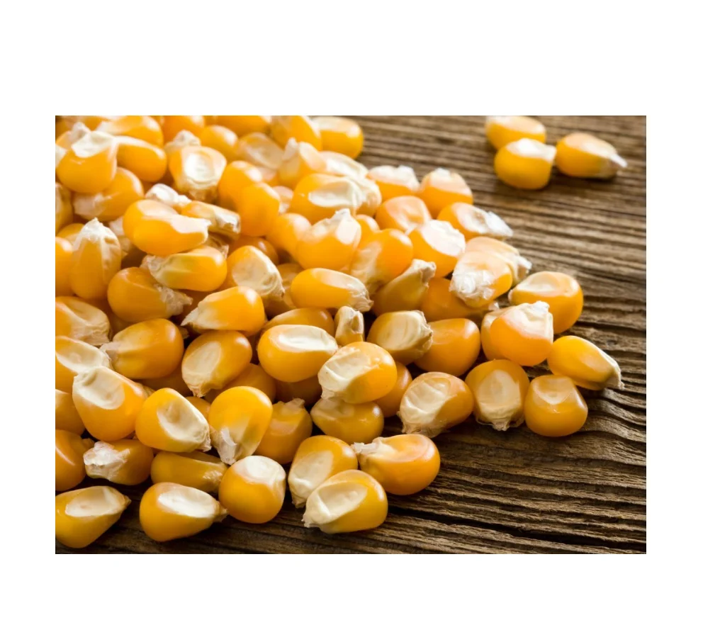 Affordable Yellow Corn for Human Consumption for Sale Great Value for Bulk Purchases Ideal for Home Cooks and Chefs