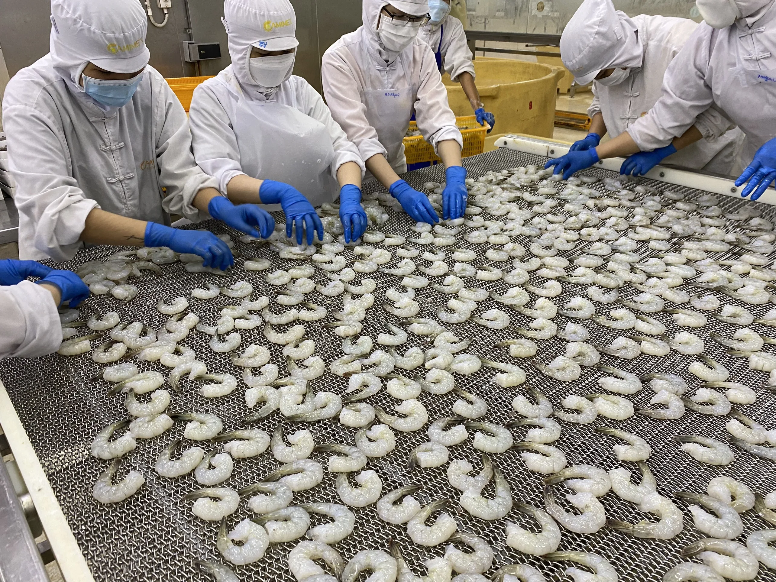 Wholesales Vannamei Shrimp PD IQF Frozen Cooked Shrimp White Prawn Export High quality from Vietnam