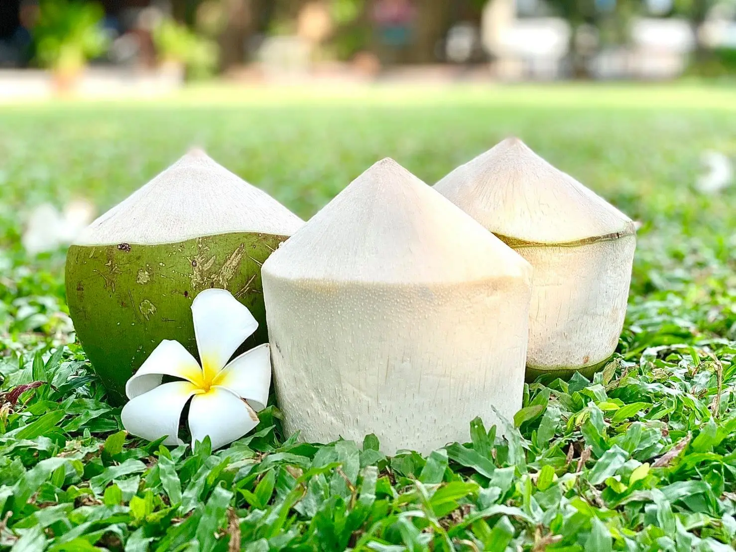 Fresh young coconut from Thailand Season: All year round | Flavor: Sweet and refreshing PREMIUM A GRADE