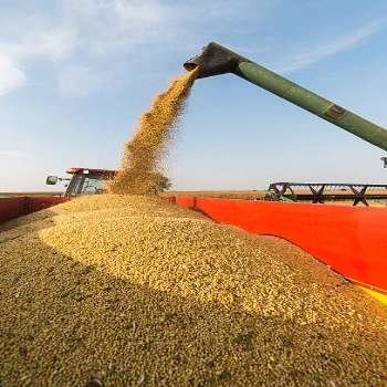 Best Quality Natural and Non- GMO Yellow Soybean Seeds / Soybean / Soya beans High QualitySouth Africa Origin