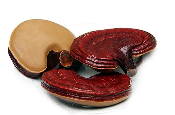 Organic red reishi mushroom high quality from Viet Nam/Premium Red Reishi Mushroom