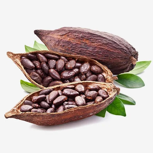 cocoa-pod-beans - Copy.jpg