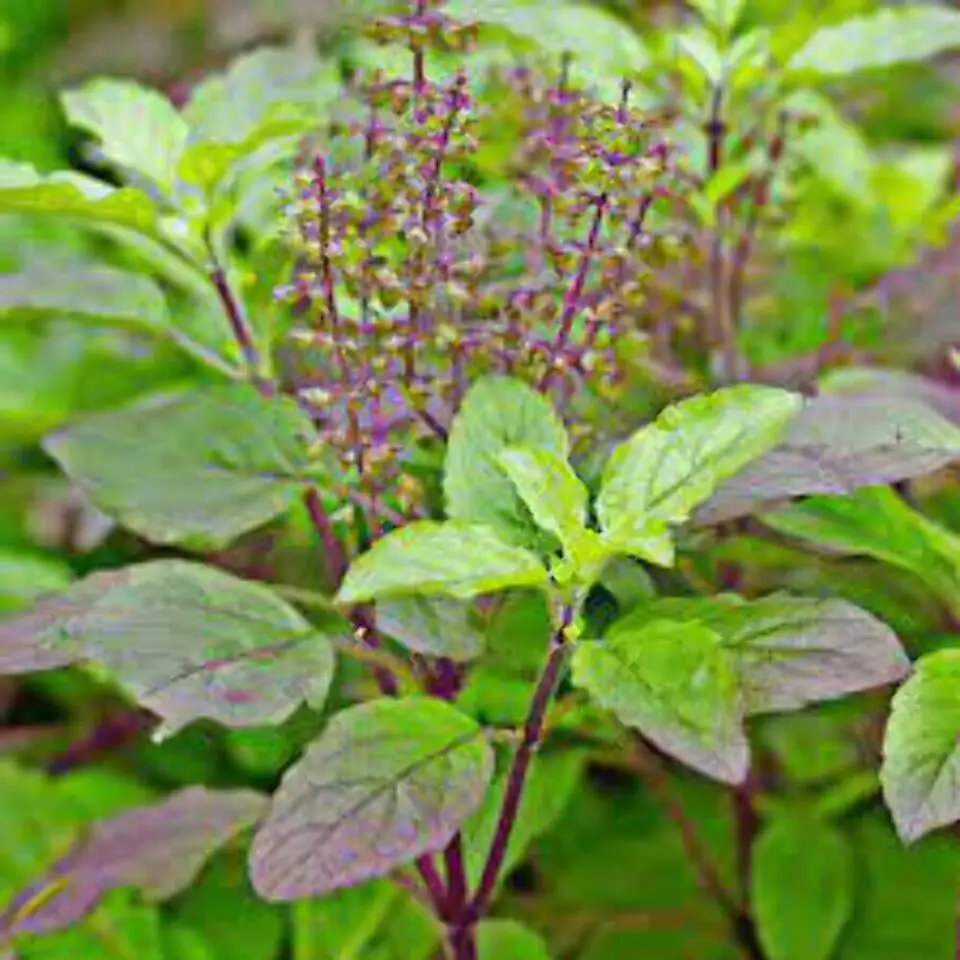 Organic Tulsi Tea Pure Holy Basil Seed and Herb Spice Fresh and Dried Oil-Preserved Anti-Stress Stress Relieving Tea